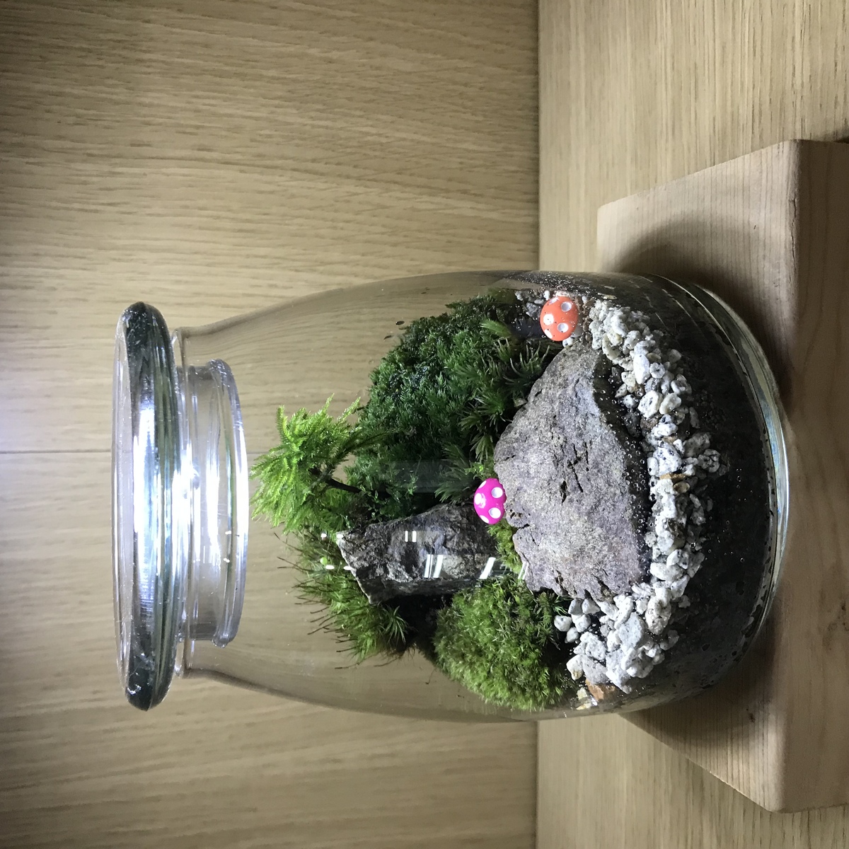 お客様の作品詳細｜大阪 寝屋川 蘚苔家